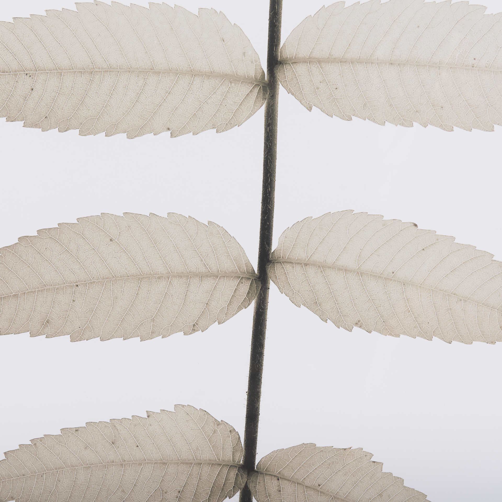 Lithe-Leaves-by-Assaf-Frank-a-Framed-Art-Print-Matted-under-Glass-7
