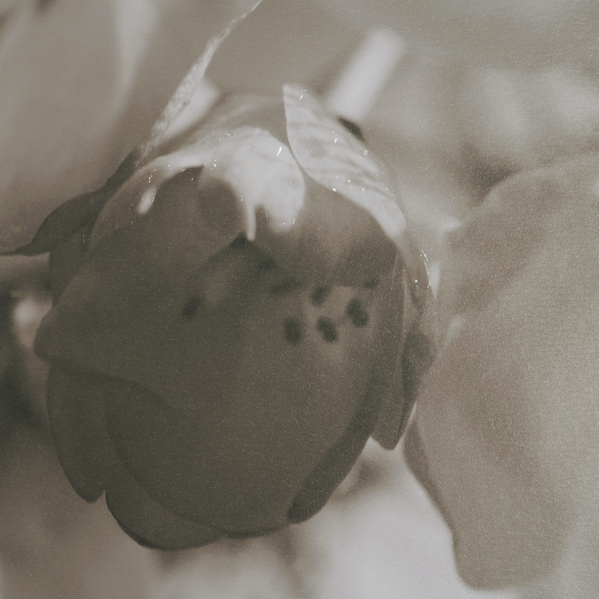 Soft-Petals-I-by-Nancy-Crowell-a-Hand-Embelished-Textured-Framed-Art-Print-Matted-under-Glass-5